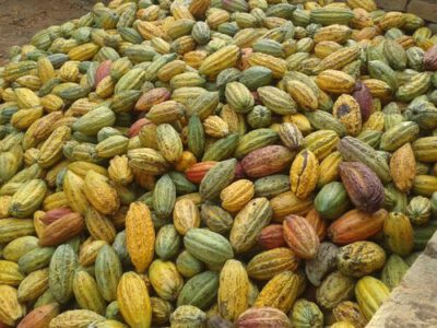 Tanzania Kokoa Kamili BIO 1kg surowe ziarna kakaowca - obrazek 4