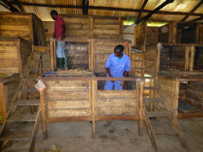 Tanzania Kokoa Kamili BIO 1kg surowe ziarna kakaowca - obrazek 5